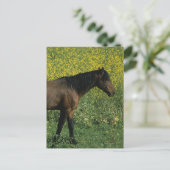 Carte Postale Cheval Mustang sauvage debout en fleurs (Debout devant)