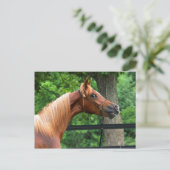 Carte Postale Cheval National Show (Debout devant)