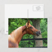 Carte Postale Cheval National Show (Devant / Derrière)