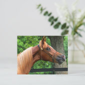 Carte Postale Cheval National Show (Debout devant)