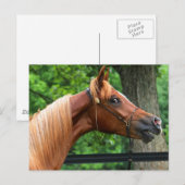 Carte Postale Cheval National Show (Devant / Derrière)