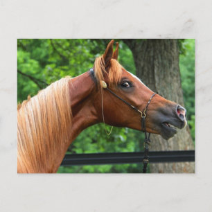 Carte Postale Cheval National Show