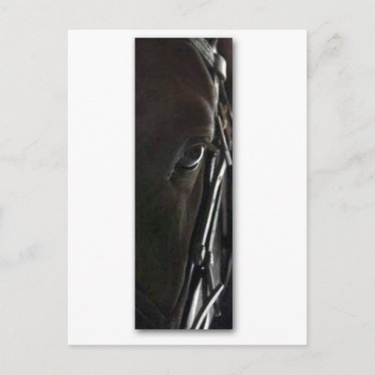 Carte Postale cheval noir (Devant)