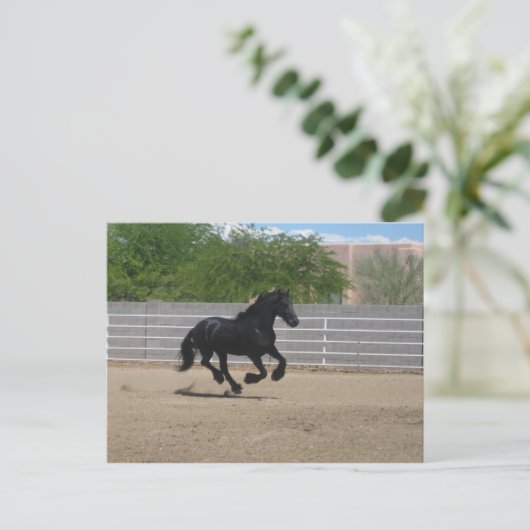 Carte Postale cheval noir (Debout devant)