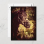 Carte Postale Cheval noir (Devant / Derrière)
