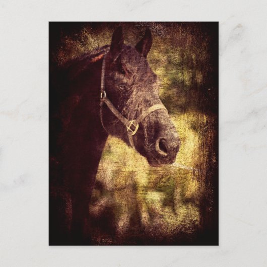 Carte Postale Cheval noir (Devant)