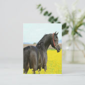 Carte Postale Cheval noir (Debout devant)