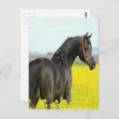 Carte Postale Cheval noir (Devant / Derrière)