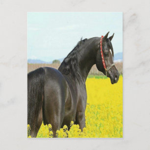 Carte Postale Cheval noir
