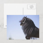 Carte Postale cheval noir à longue crinière (Devant / Derrière)