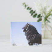 Carte Postale cheval noir à longue crinière (Debout devant)