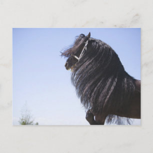 Carte Postale cheval noir à longue crinière