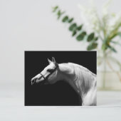 Carte Postale Cheval noir et blanc (Debout devant)
