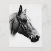 Carte Postale Cheval noir et blanc (Devant)