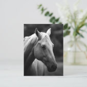 Carte Postale Cheval noir et blanc (Debout devant)