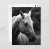 Carte Postale Cheval noir et blanc (Devant / Derrière)