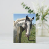Carte postale Cheval noir et blanc (Debout devant)