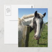 Carte postale Cheval noir et blanc (Devant / Derrière)