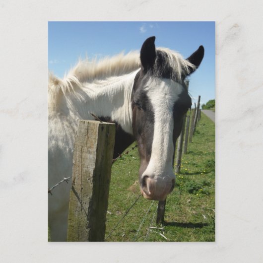 Carte postale Cheval noir et blanc (Devant)