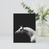Carte Postale Cheval noir et blanc (Debout devant)