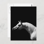Carte Postale Cheval noir et blanc (Devant / Derrière)