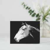 Carte Postale Cheval noir et blanc (Debout devant)