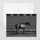 Carte Postale Cheval noir et blanc (Devant / Derrière)