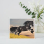 Carte Postale cheval noir sur le désert (Debout devant)