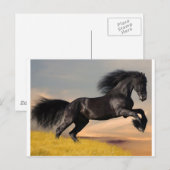 Carte Postale cheval noir sur le désert (Devant / Derrière)