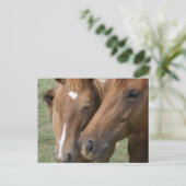Carte postale Cheval Nuzzle (Debout devant)