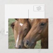 Carte postale Cheval Nuzzle (Devant / Derrière)