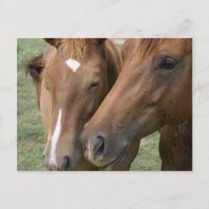 Carte postale Cheval Nuzzle