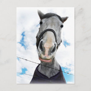 Carte Postale Cheval Obtenir Lippy - Visage drôle