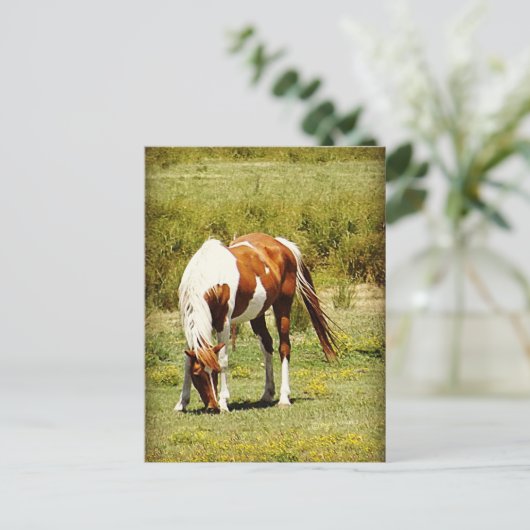 Carte Postale Cheval Paint (Debout devant)