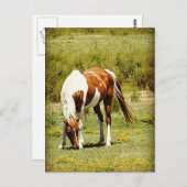 Carte Postale Cheval Paint (Devant / Derrière)