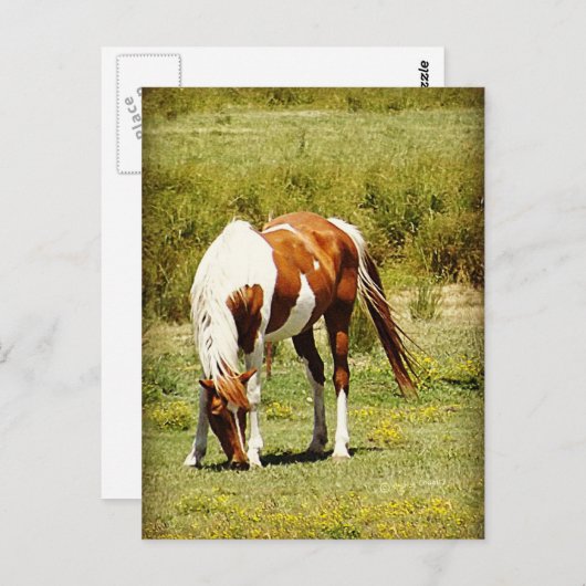 Carte Postale Cheval Paint (Devant / Derrière)
