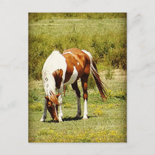 Carte Postale Cheval Paint