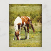 Carte Postale Cheval Paint (Devant)