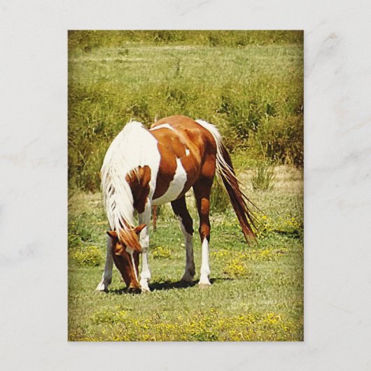 Carte Postale Cheval Paint (Devant)