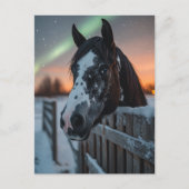 Carte Postale Cheval Paint Winter Aurore Boréale (Devant)