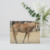 Carte Postale Cheval par jour chaud (Debout devant)