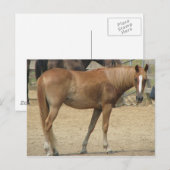 Carte Postale Cheval par jour chaud (Devant / Derrière)