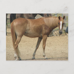 Carte Postale Cheval par jour chaud