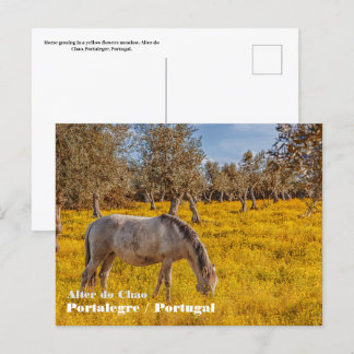 Carte Postale Cheval pâturant dans une prairie fleurie jaune