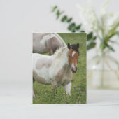 Carte postale Cheval Peinture Clippée (Debout devant)