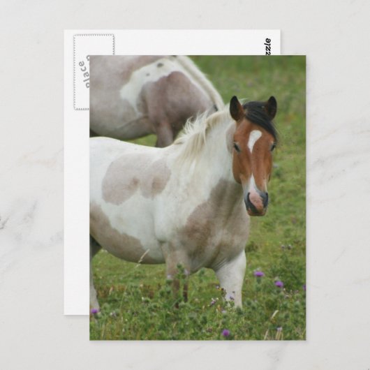 Carte postale Cheval Peinture Clippée (Devant / Derrière)