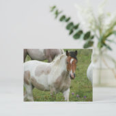 Carte postale Cheval Peinture Clippée (Debout devant)