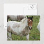 Carte postale Cheval Peinture Clippée (Devant / Derrière)