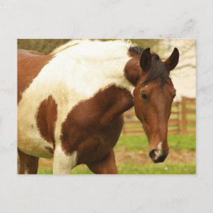 Carte postale Cheval Peinture itinérante