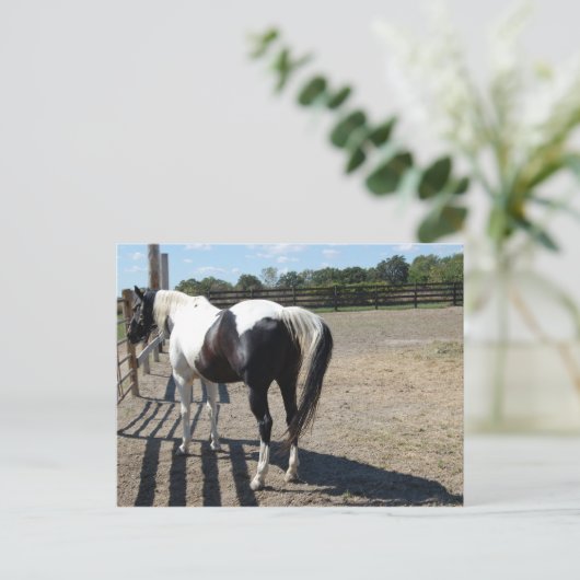 Carte Postale Cheval Peinture/Pinto (Debout devant)